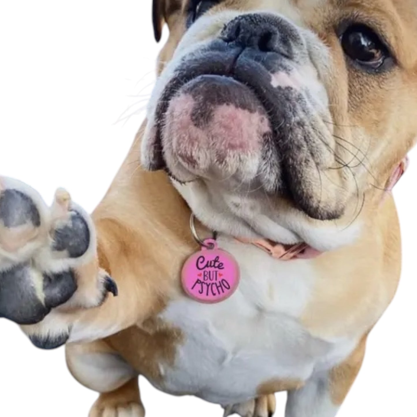 ID Tag till Hundhalsband | Cute but Psycho