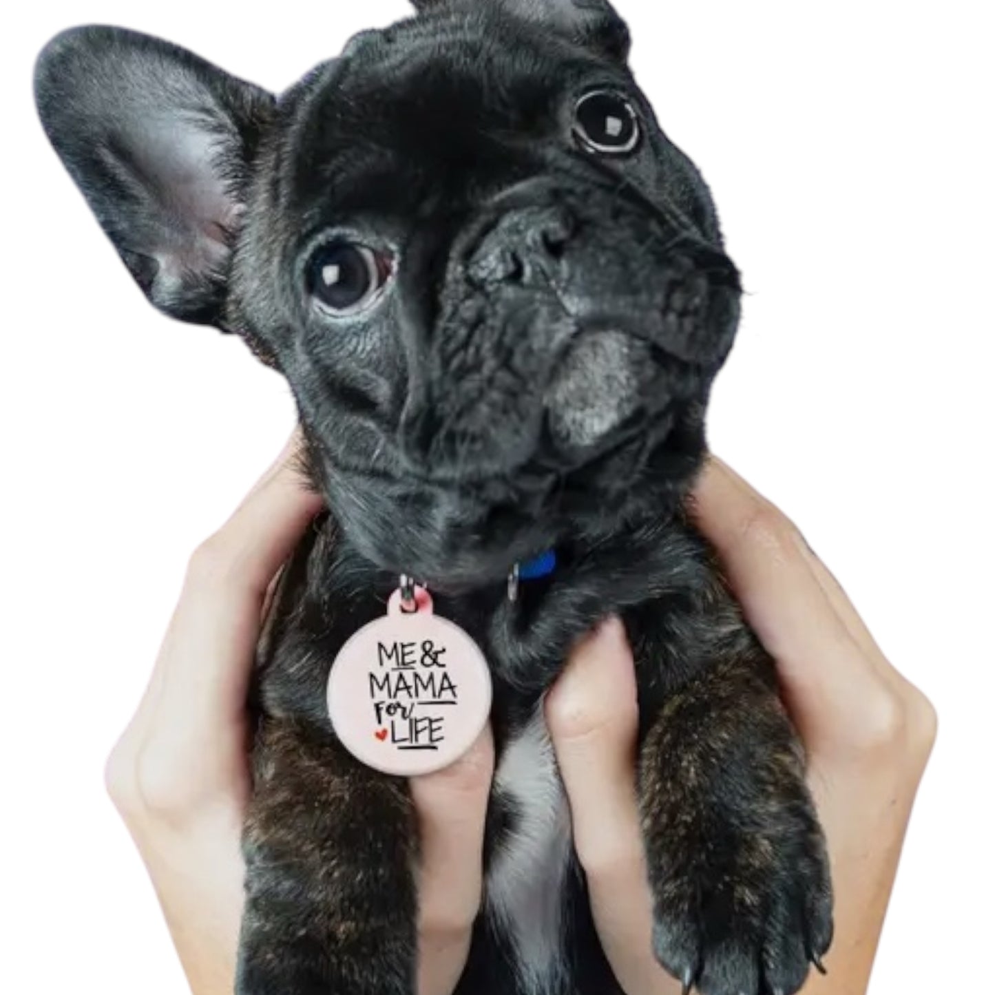 ID Tag till Hundhalsband | Mama for Life